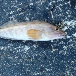 桜が散ってしまった。