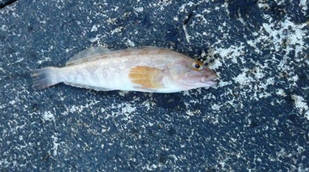 桜が散ってしまった。