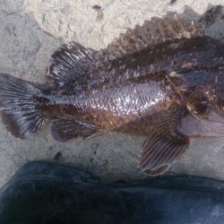 でたっ！モンスター