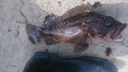 でたっ！モンスター