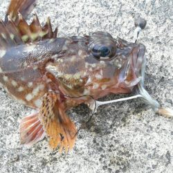 カサゴカサゴカサゴカサゴ