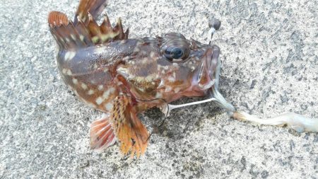 カサゴカサゴカサゴカサゴ