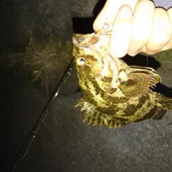 本命のタケノコメバル！