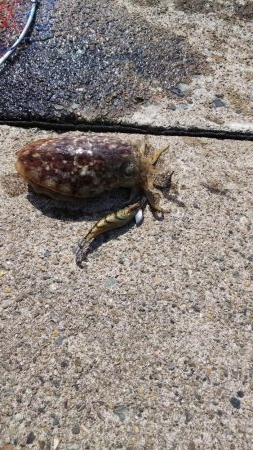 メバリング!3センチたらず!