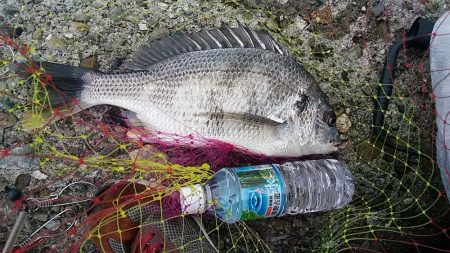 乗っ込みチヌつり