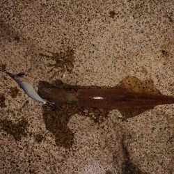 今期初の満足できた釣り