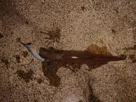 今期初の満足できた釣り