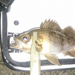 シーバスっぽい◯◯◯