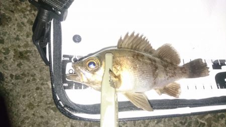 シーバスっぽい◯◯◯