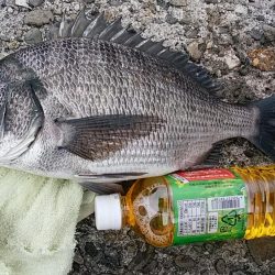 チヌのフカセ釣り