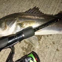 狙った魚は釣れない