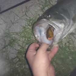 諦めかけたその時