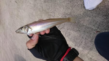 ちょい投げキス釣り