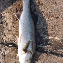 今年4回目の釣行でシーバス