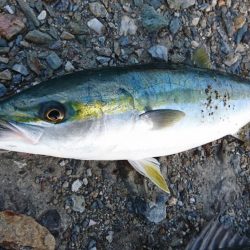 またしてもハマチちゃん