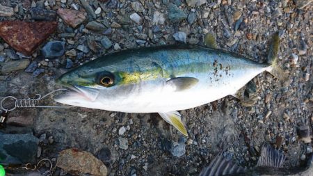 またしてもハマチちゃん