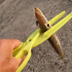 西表島 今日もオニカマス 渋いです。