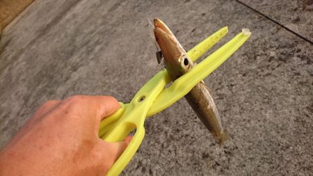 西表島 今日もオニカマス 渋いです。