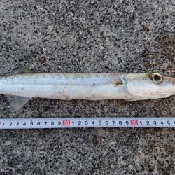 西表島 今日もオニカマス