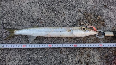 西表島 今日もオニカマス