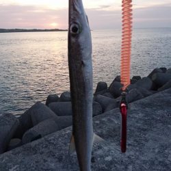 西表島 今日もオニカマス まだ渋いです。
