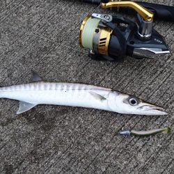 西表島 今日もバラクーダ