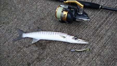 西表島 今日もバラクーダ