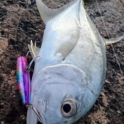 今日は無風 トップでロウニンアジ