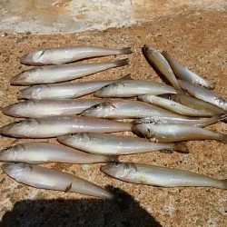 シーズン初の境水道釣行