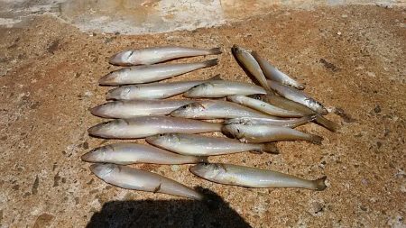 シーズン初の境水道釣行