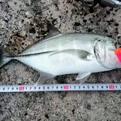 早朝よりポップクィーンでオニヒラアジ