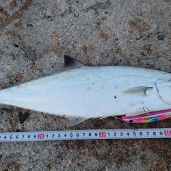 イケカツオです。