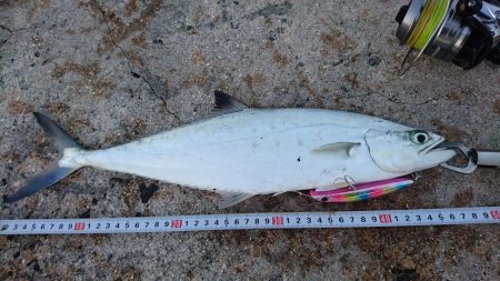 イケカツオです。