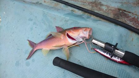 西表島１周オフショア