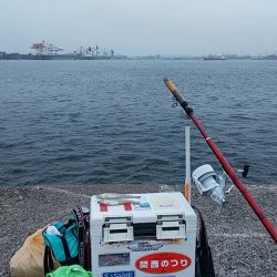 播磨新島へキス調査