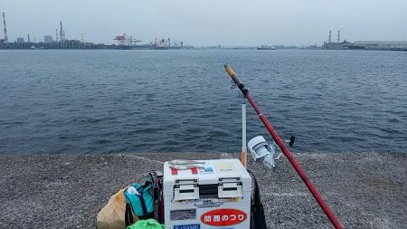 播磨新島へキス調査