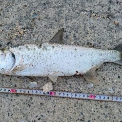 久しぶりのターポン