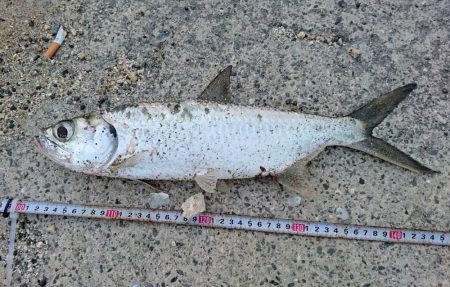 久しぶりのターポン