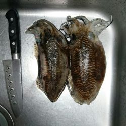 コウイカエギング