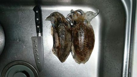 コウイカエギング