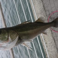 やっときた(о´∀`о)