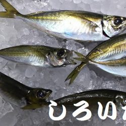 和歌山に行きました！