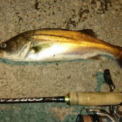 久しぶりのオカッパリシーバス