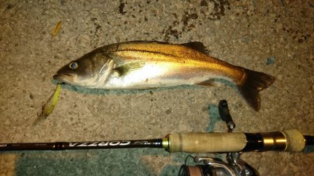 久しぶりのオカッパリシーバス