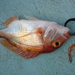 徳島県南タイラバ