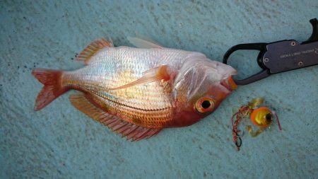 徳島県南タイラバ