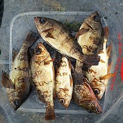 期待してた程では