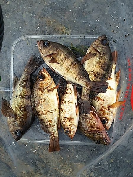 期待してた程では