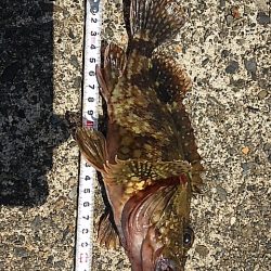 濁り以外は悪くないのに