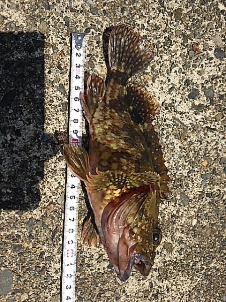 濁り以外は悪くないのに